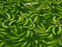a bunch of green bananas floating in water