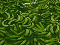 a bunch of green bananas floating in water