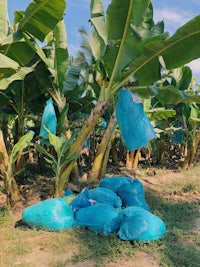 a bunch of blue bags on a banana tree