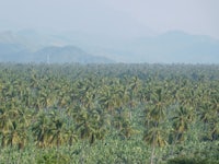 a group of palm trees in a field