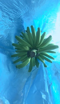 a bunch of green bananas in a plastic bag