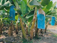 a bunch of banana trees with blue bags hanging from them